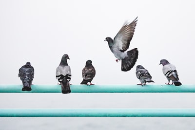 Five birds perched on the railing, a dove in flight

